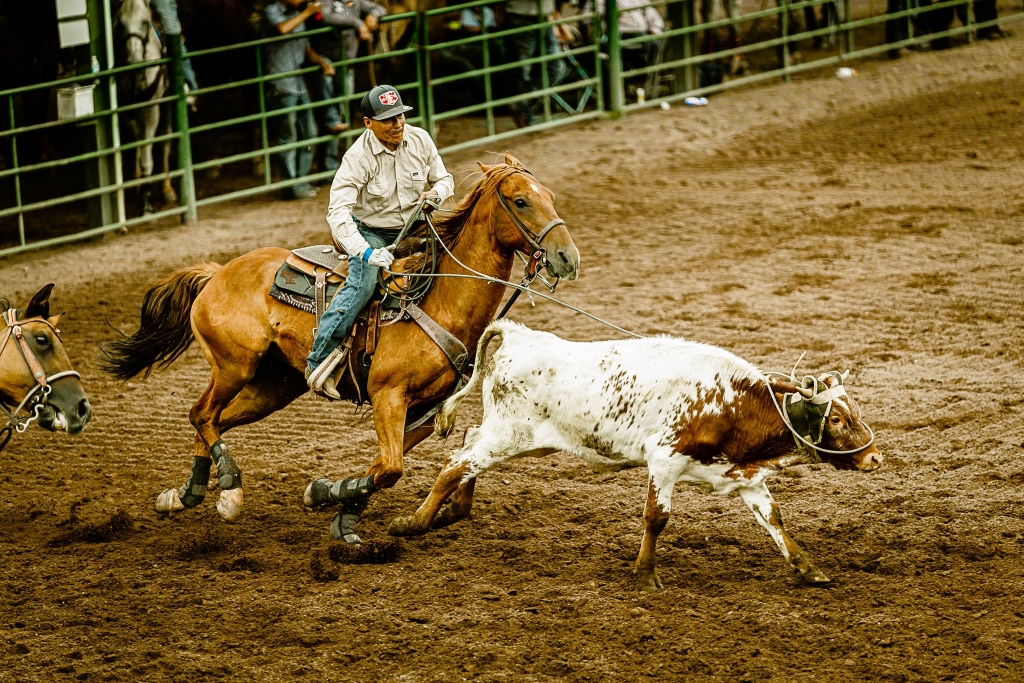 Man on a horse roping a steer.
