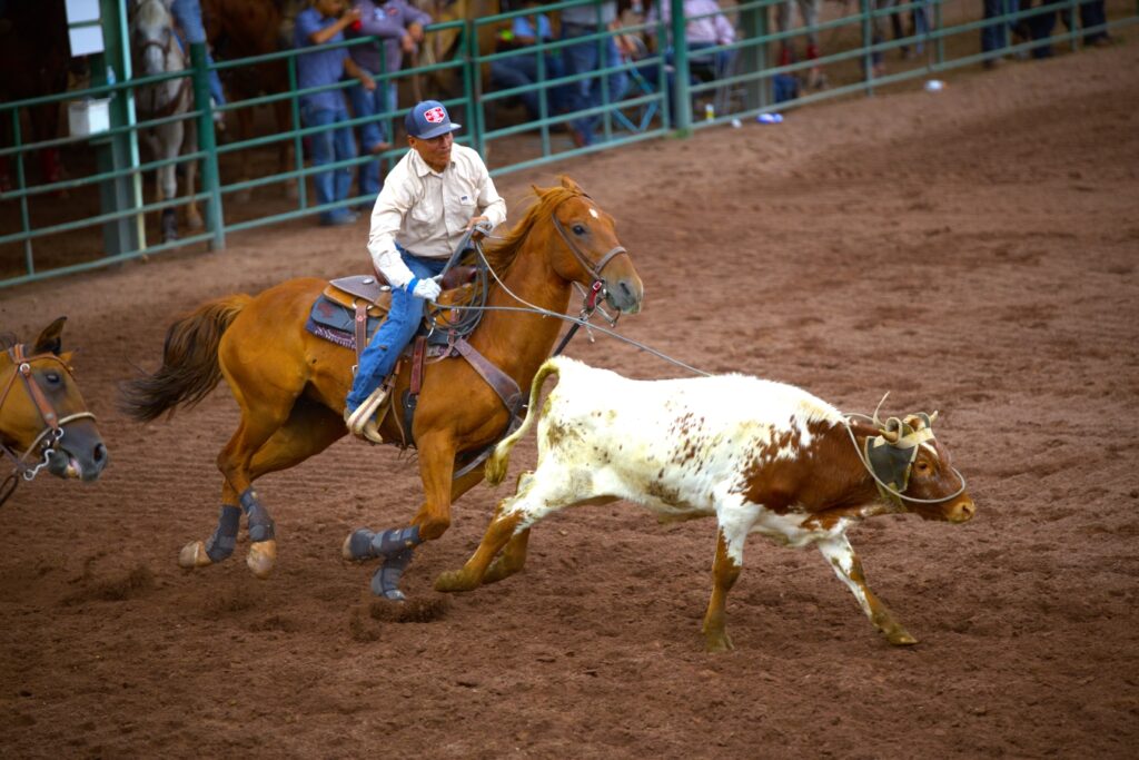 Man riding brown horse roping